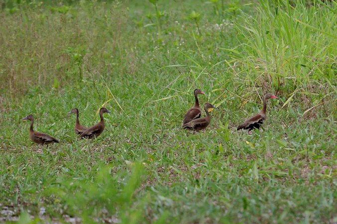 Photo (24): Black-bellied Whistling-Duck