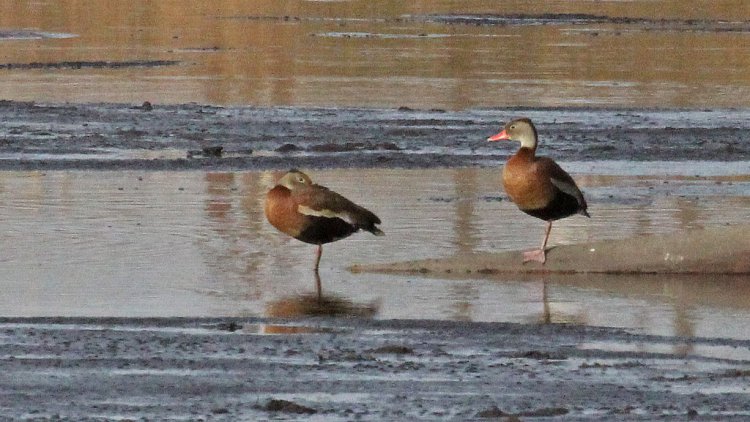 Photo (19): Black-bellied Whistling-Duck
