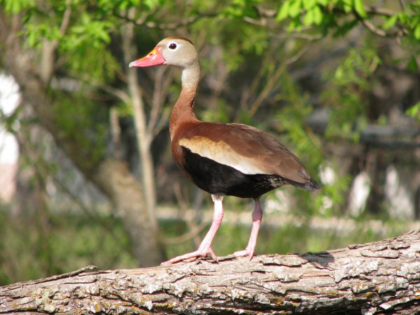 Photo (7): Black-bellied Whistling-Duck
