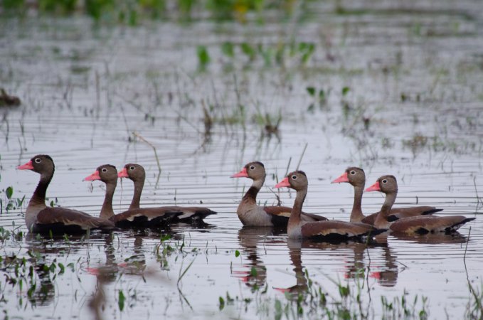 Photo (3): Black-bellied Whistling-Duck
