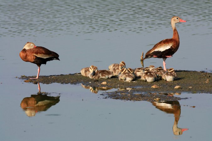 Photo (22): Black-bellied Whistling-Duck
