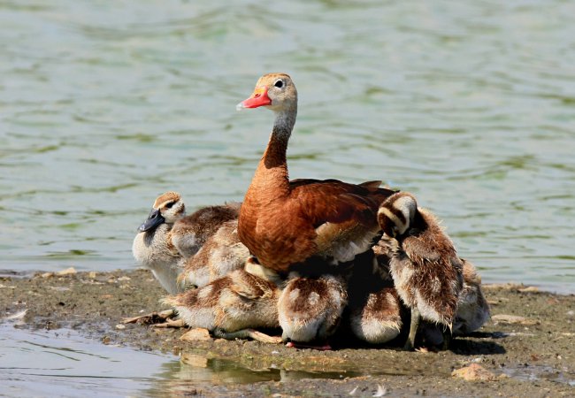 Photo (21): Black-bellied Whistling-Duck