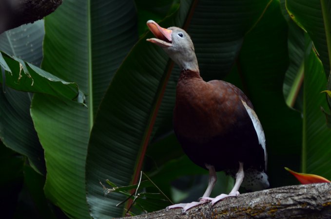 Photo (17): Black-bellied Whistling-Duck