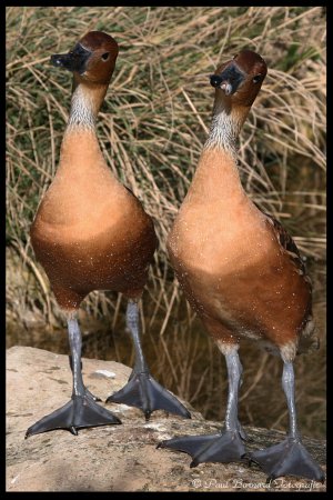 Photo (4): Fulvous Whistling-Duck