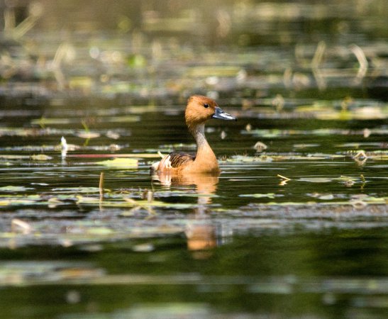 Photo (5): Fulvous Whistling-Duck