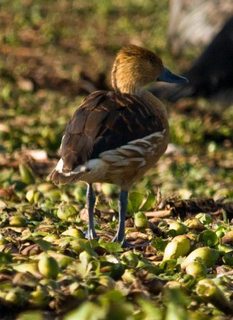 Photo (12): Fulvous Whistling-Duck