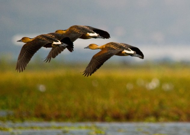 Photo (2): Fulvous Whistling-Duck