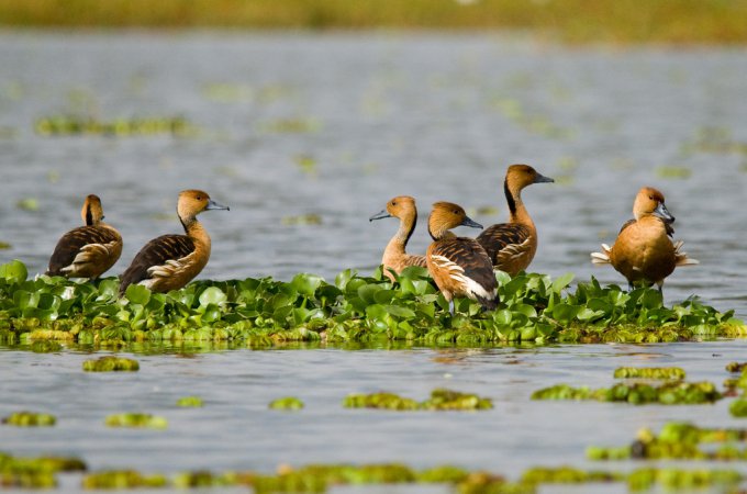Photo (3): Fulvous Whistling-Duck