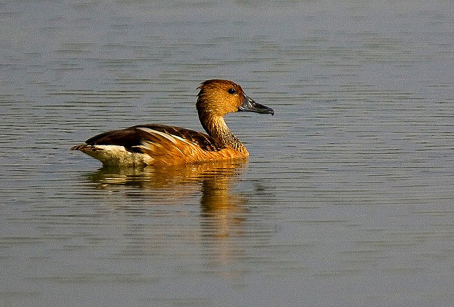 Photo (11): Fulvous Whistling-Duck