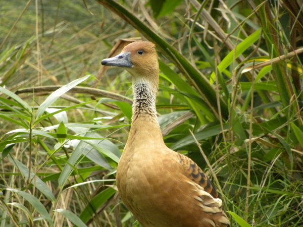 Photo (9): Fulvous Whistling-Duck