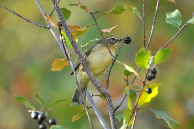 Photo (19): Black-throated Blue Warbler
