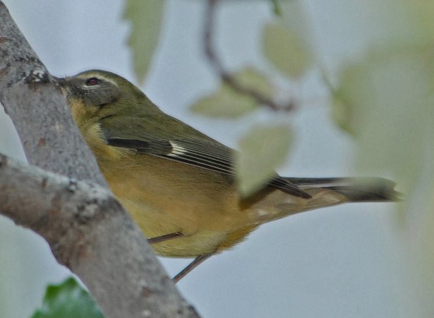 Photo (17): Black-throated Blue Warbler