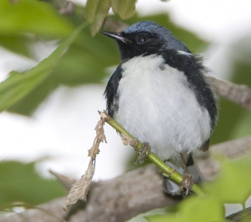 Photo (16): Black-throated Blue Warbler