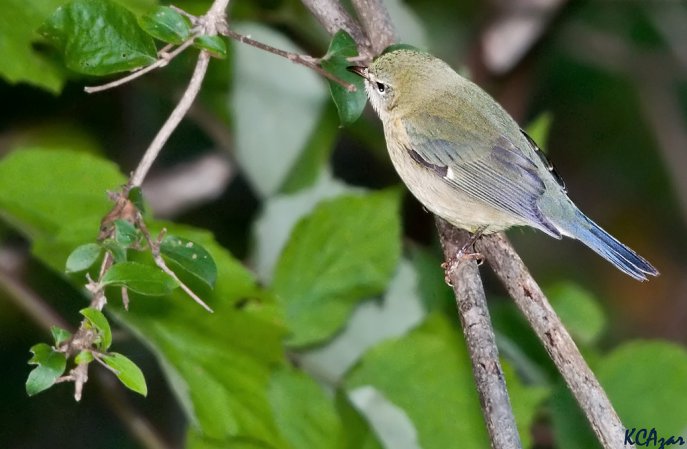 Photo (14): Black-throated Blue Warbler