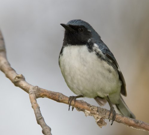 Photo (7): Black-throated Blue Warbler