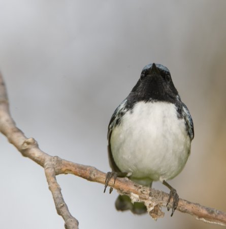 Photo (10): Black-throated Blue Warbler