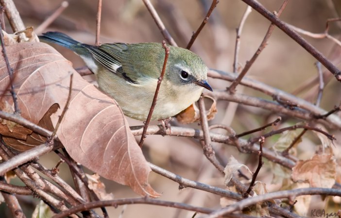 Photo (4): Black-throated Blue Warbler