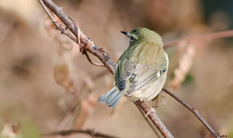 Photo (18): Black-throated Blue Warbler
