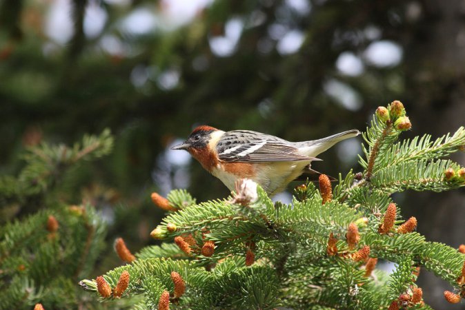 Photo (4): Bay-breasted Warbler