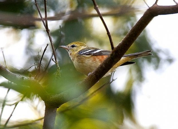 Photo (7): Bay-breasted Warbler
