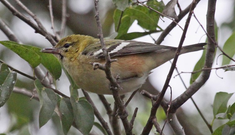Photo (8): Bay-breasted Warbler