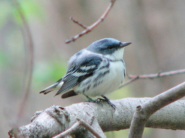 Photo (1): Cerulean Warbler