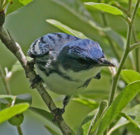 Photo (4): Cerulean Warbler