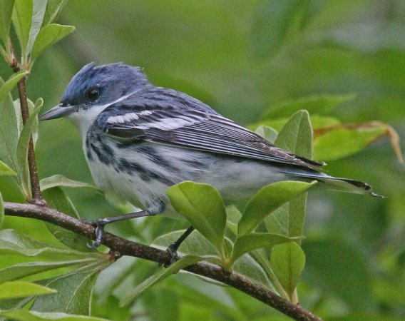 Photo (3): Cerulean Warbler