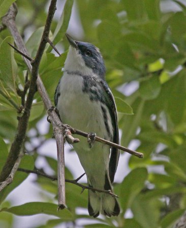 Photo (5): Cerulean Warbler