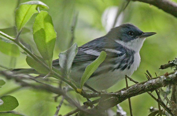 Photo (6): Cerulean Warbler