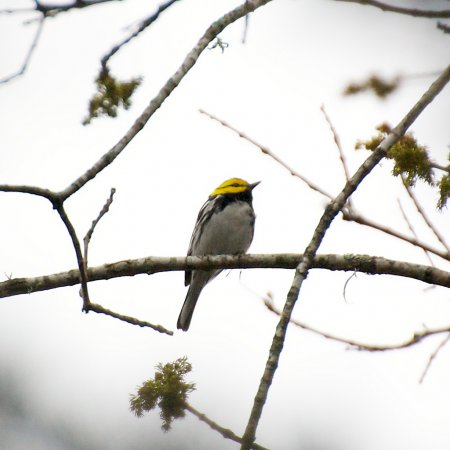Photo (7): Golden-cheeked Warbler