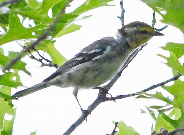 Photo (6): Golden-cheeked Warbler
