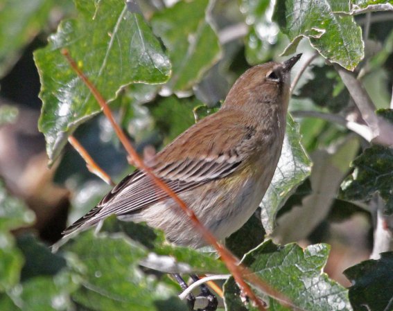 Photo (18): Yellow-rumped Warbler