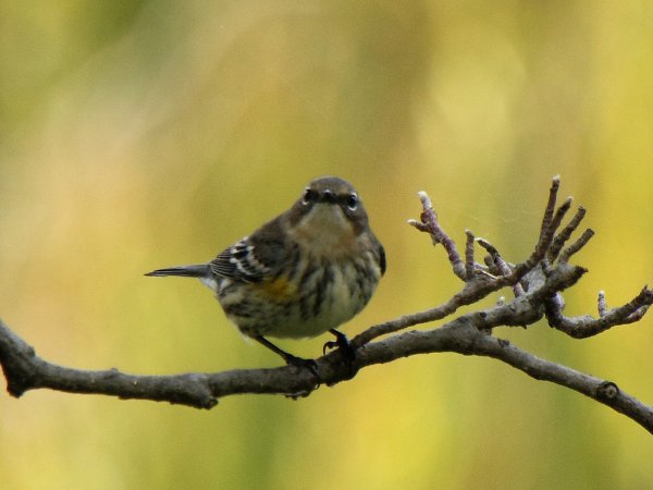 Photo (20): Yellow-rumped Warbler