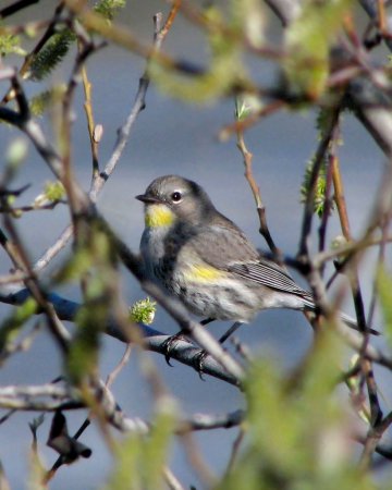 Photo (19): Yellow-rumped Warbler