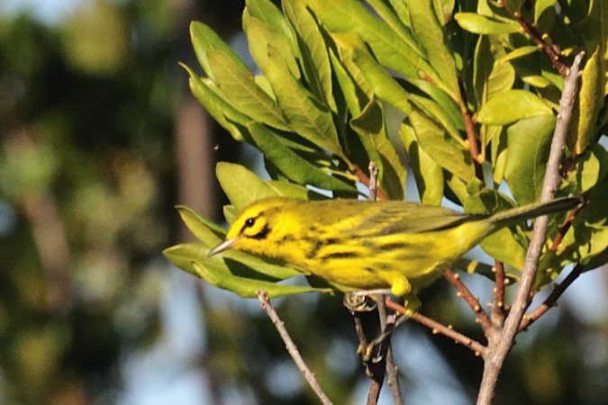 Photo (10): Prairie Warbler