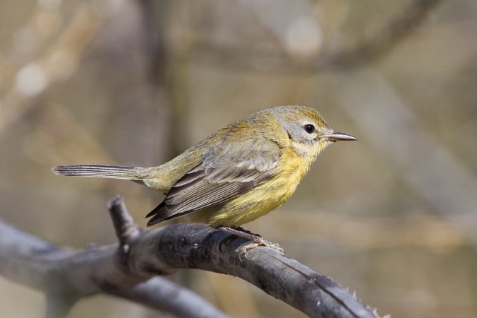 Photo (14): Prairie Warbler