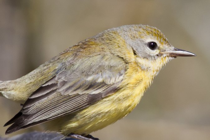 Photo (19): Prairie Warbler