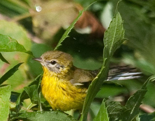 Photo (11): Prairie Warbler