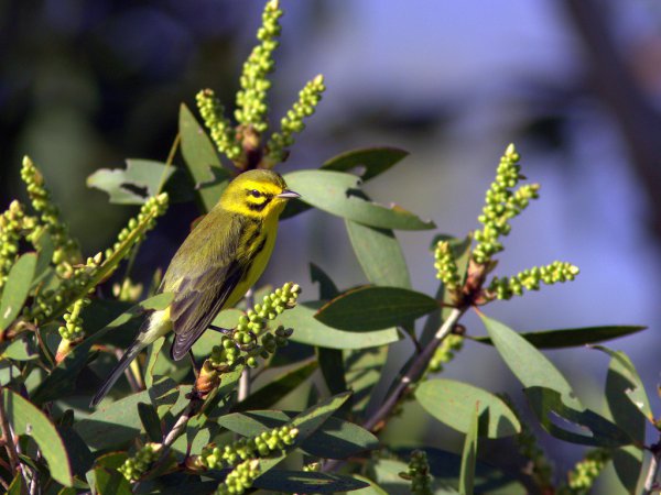 Photo (12): Prairie Warbler