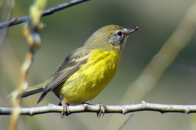Photo (13): Prairie Warbler