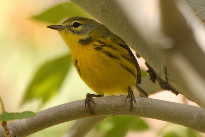 Photo (21): Prairie Warbler