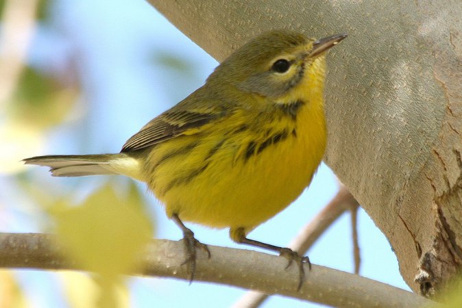 Photo (15): Prairie Warbler