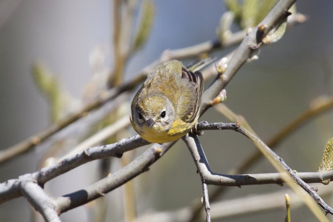 Photo (20): Prairie Warbler