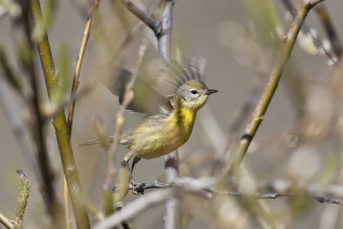 Photo (17): Prairie Warbler