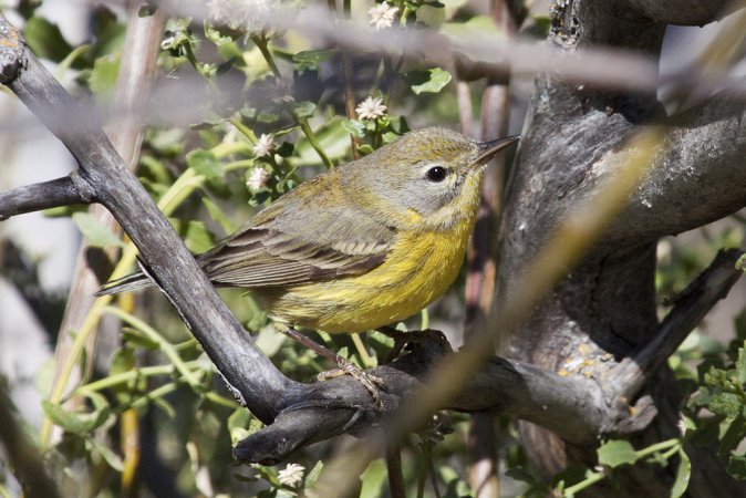 Photo (18): Prairie Warbler