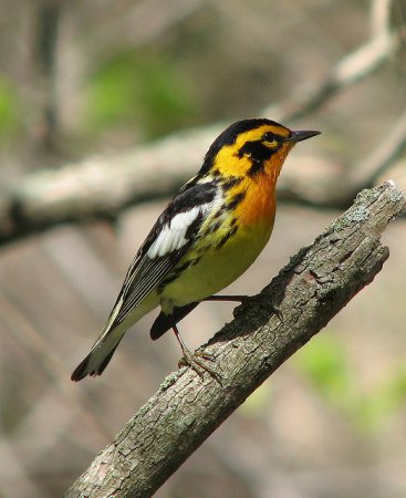 Photo (9): Blackburnian Warbler