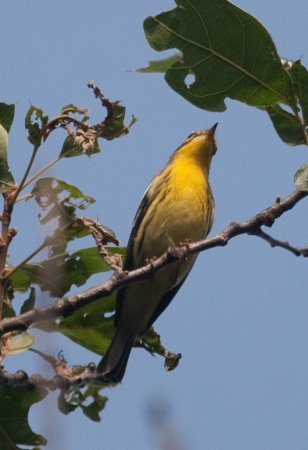 Photo (19): Blackburnian Warbler