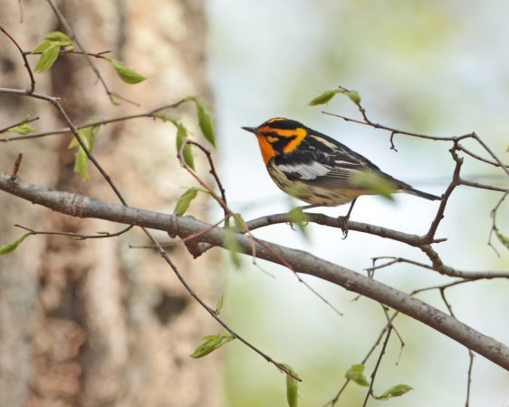 Photo (14): Blackburnian Warbler