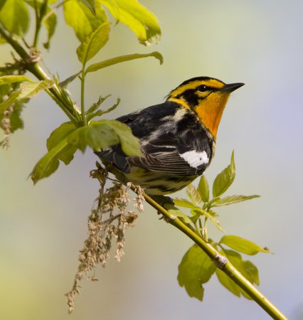 Photo (11): Blackburnian Warbler